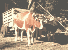 Ochsenkarren