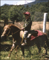 ponys